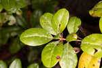 Chapman's rhododendron